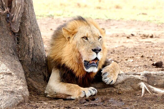 Lake Nakuru NP Half-Day Safari - Lake Nakuru NP Half-Day Safari Review