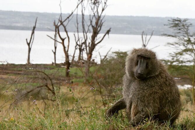Lake Nakuru NP Half-Day Safari - FAQs