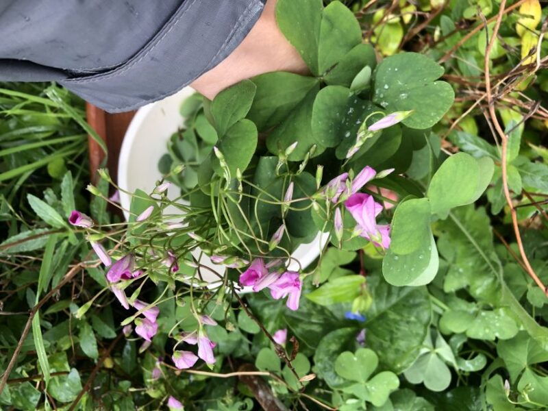 lake-nemi-herbs-of-the-moon-sensory-farm-visit