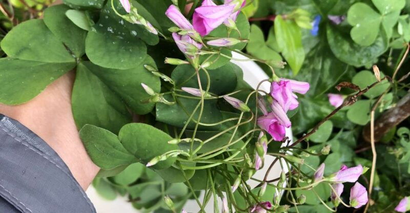 lake-nemi-herbs-of-the-moon-sensory-farm-visit