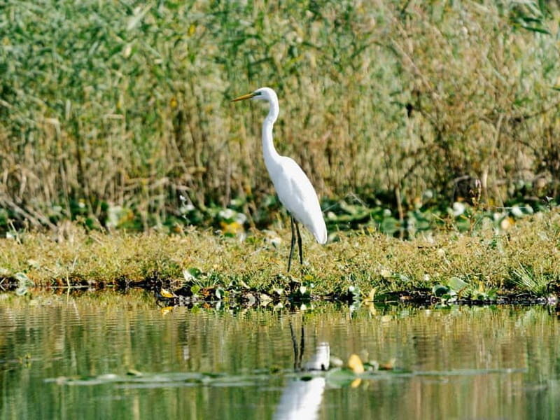 Lake Skadar: Early-morning Birdwatching and Photography Tour - A Peaceful Start to Your Day at Lake Skadar