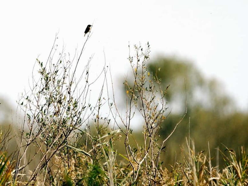 Lake Skadar: Early-morning Birdwatching and Photography Tour - What to Expect During the Tour