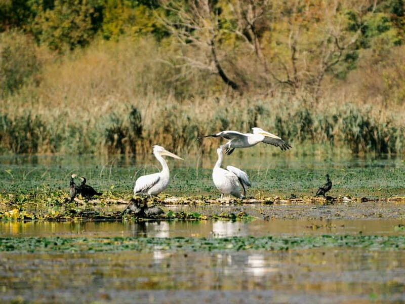 Lake Skadar: Early-morning Birdwatching and Photography Tour - Practical Tips for a Smooth Experience