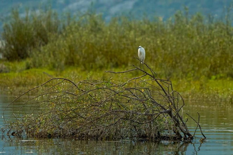 Lake Skadar: Early-morning Birdwatching and Photography Tour - Who Will Love This Tour?