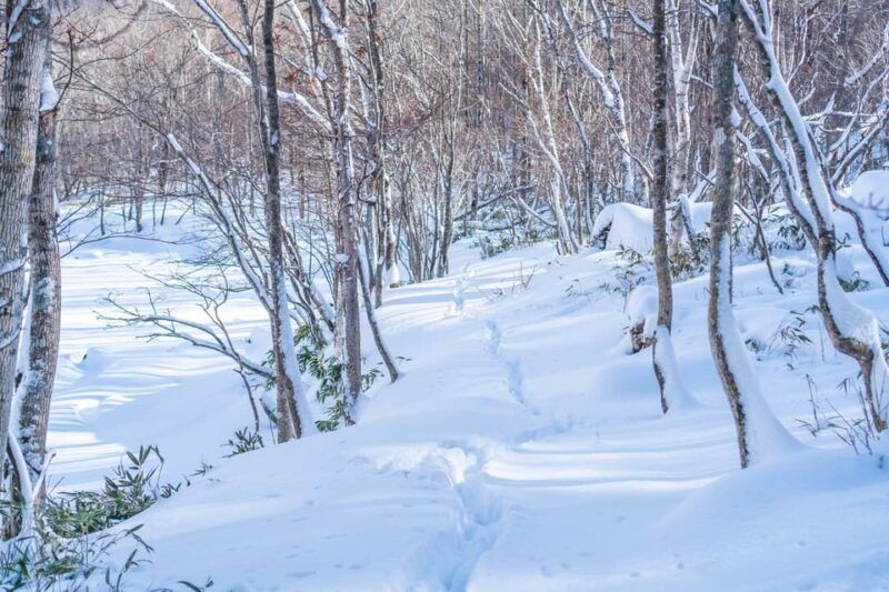 lake-tachibana-snowshoeing-tour