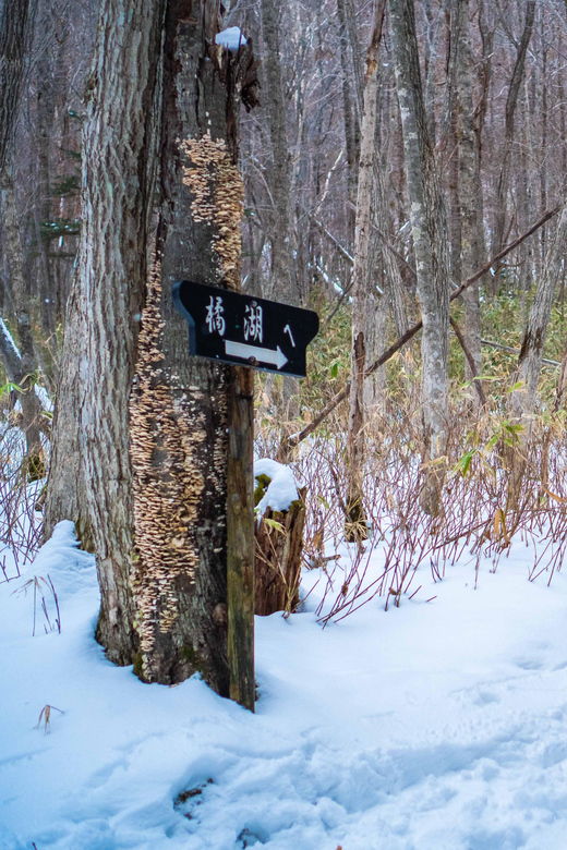 lake-tachibana-snowshoeing-tour