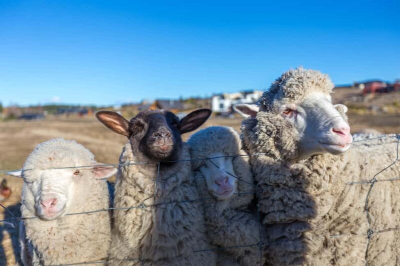 Lake Tekapo: Guided Petting Zoo Visit - What to Expect at Lake Tekapo’s Petting Zoo