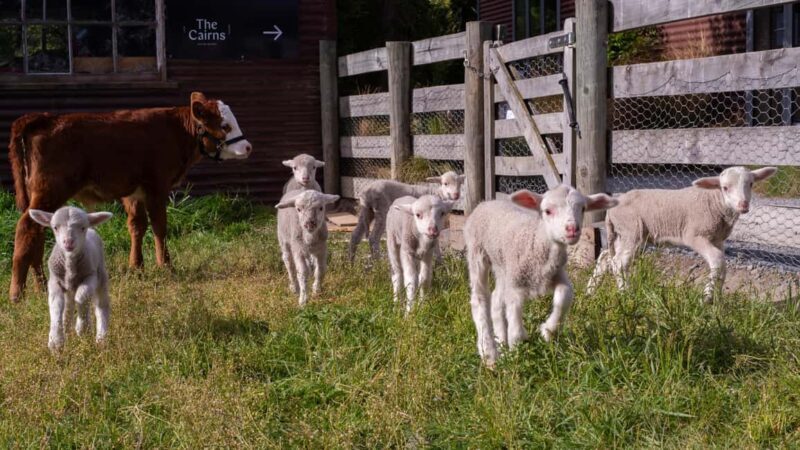 Lake Tekapo: Guided Petting Zoo Visit - Why the Experience Works