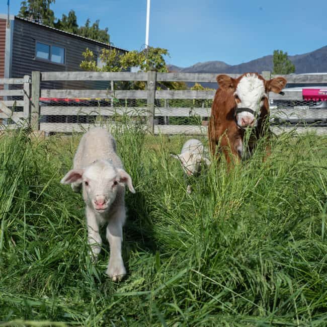 Lake Tekapo: Guided Petting Zoo Visit - The Sum Up