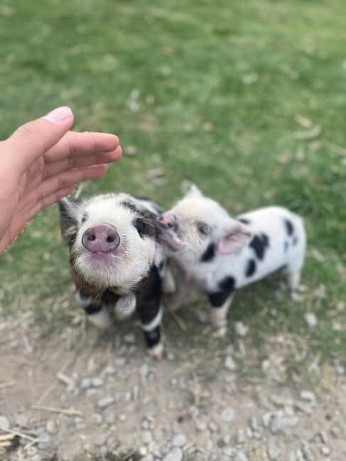 Lake Tekapo High Country Farm Tour (Carbon Positive) - Key Points