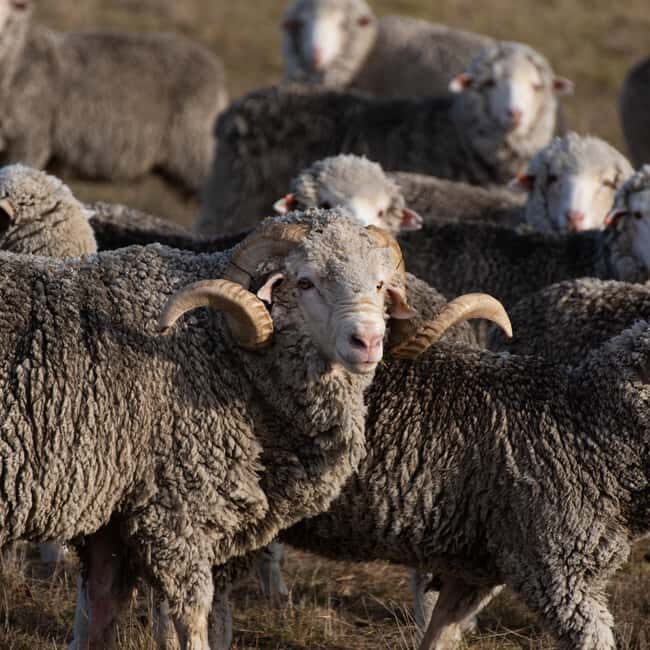 Lake Tekapo High Country Farm Tour (Carbon Positive) - Who Will Enjoy This Tour?