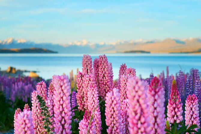 Lake Tekapo Private Day Trip from Queenstown - The Journey Through Scenic Stops