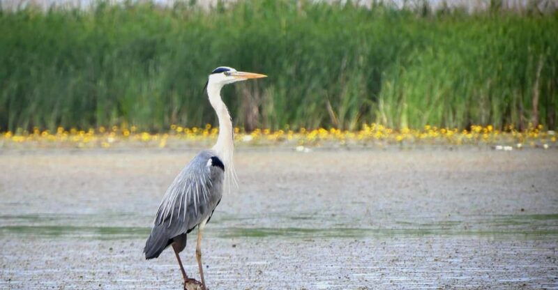 lake-tisza-boat-trip-in-the-bird-paradise