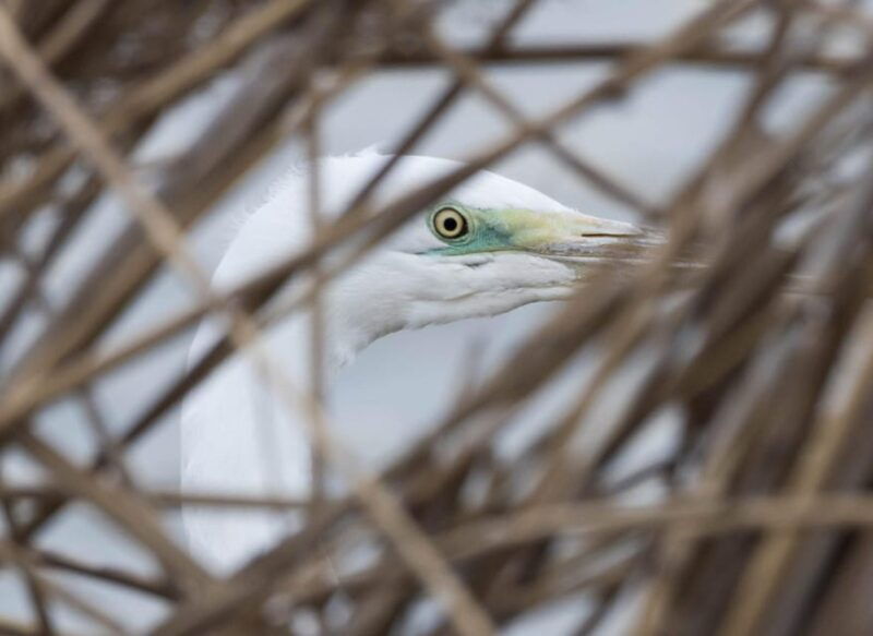 lake-tisza-boat-trip-in-the-bird-paradise