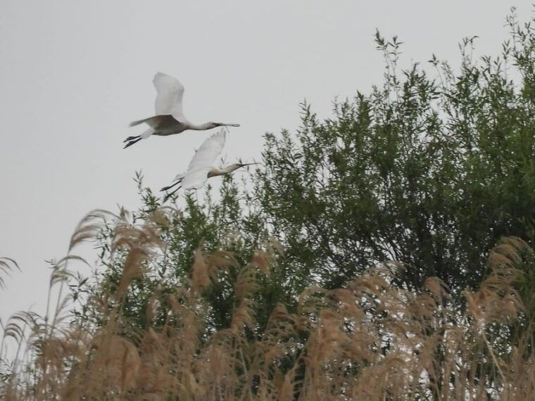 lake-tisza-boat-trip-in-the-bird-paradise