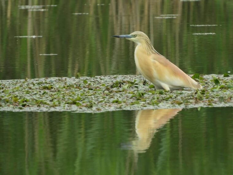 lake-tisza-boat-trip-in-the-bird-paradise