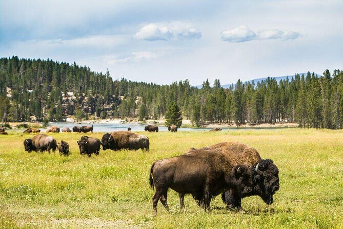 Lake Yellowstone Half Day Kayak Tours Past Geothermal Features - Lake Yellowstone Half Day Kayak Tours Past Geothermal Features: An In-Depth Review