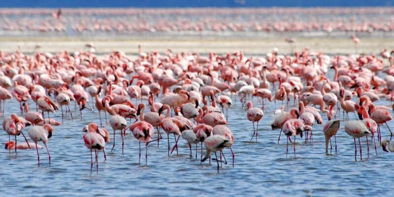Lakes Nakuru& Naivasha National Park Wildlife Highlights - Lakes Nakuru & Naivasha National Park Wildlife Highlights Review  