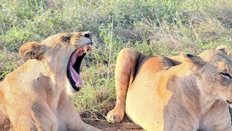 Lakes Nakuru& Naivasha National Park Wildlife Highlights - FAQ  