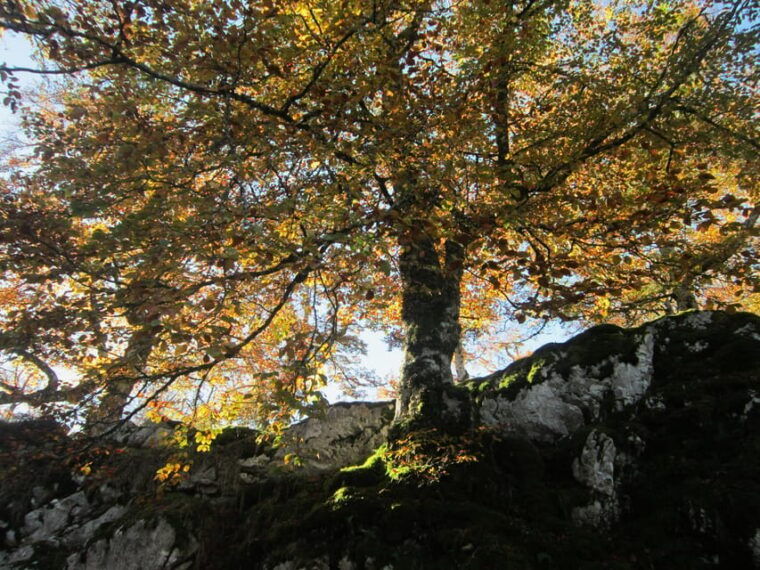 lakes-of-covadonga-mountain-route-for-all-audiences