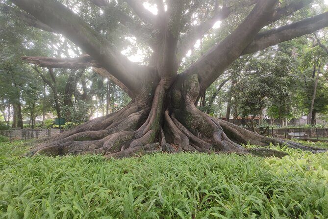 Lalbagh Garden Afternoon Walk + VV Puram Evening Food Street Walk - Practical Details & What to Expect