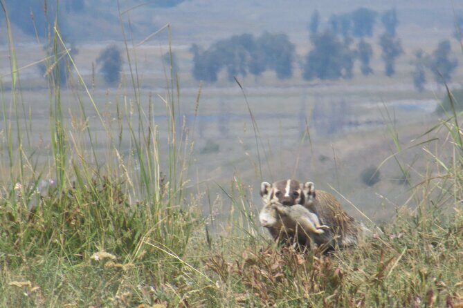 Lamar Valley Safari Hiking Tour with Lunch - Final Thoughts
