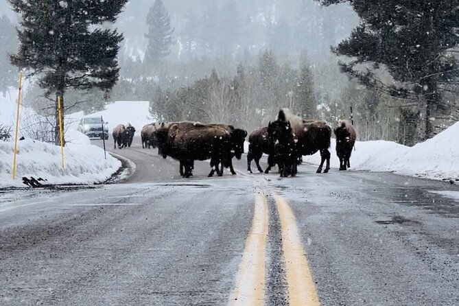 lamar-valley-winter-wildlife-safari-lunch-bozeman-private