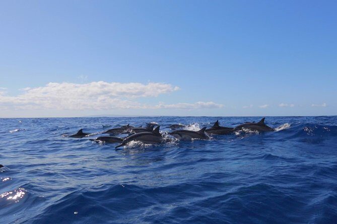 Lanai Deluxe Dolphin Adventure & 3 Snorkel Sites - FAQ