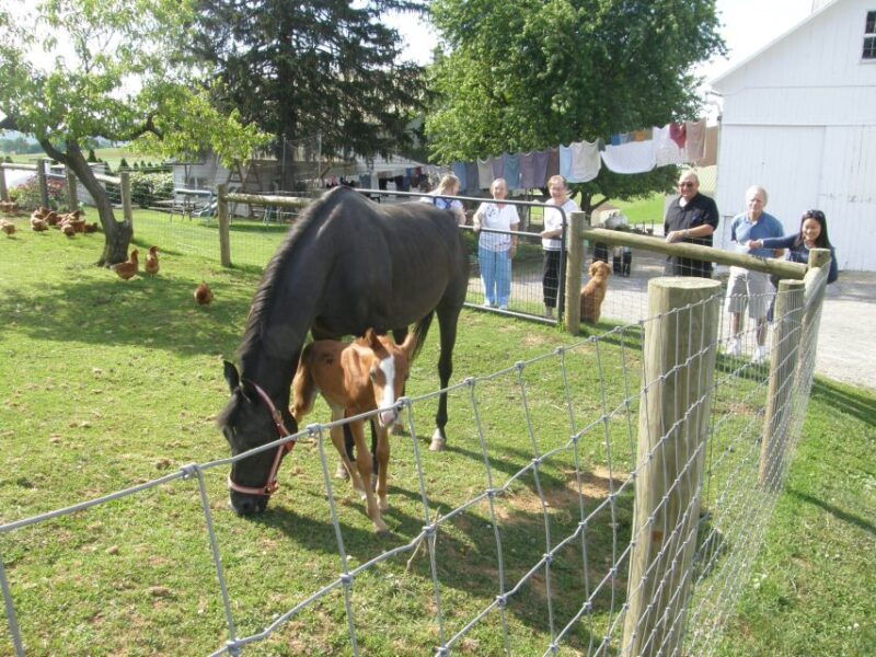 lancaster-amish-experience-visit-in-person-tour-of-3-farms