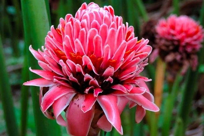 lancetilla-botanical-garden-from-san-pedro-sula