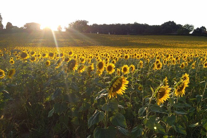 land-of-painters-the-origins-of-the-tuscan-landscape