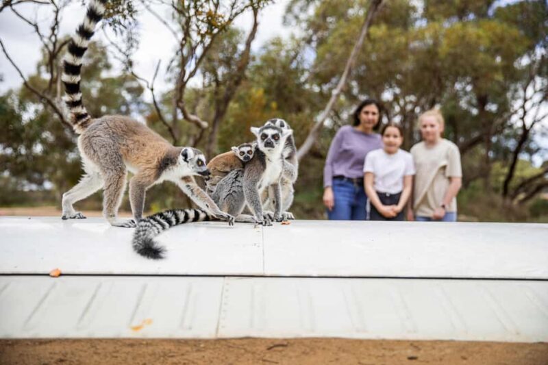 Land of the Lemurs Experience & a Day at Monarto Safari Park - An Honest Look at the Land of the Lemurs Experience