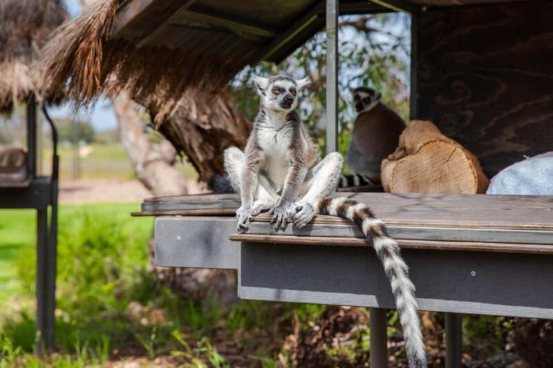 Land of the Lemurs Experience & a Day at Monarto Safari Park - Comparing Similar Experiences