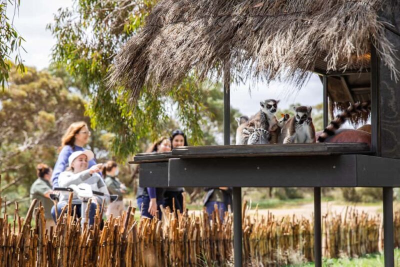 Land of the Lemurs Experience & a Day at Monarto Safari Park - Final Thoughts: Is the Land of the Lemurs Experience Worth It?