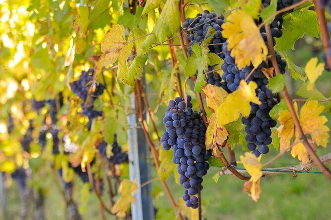langhe-del-barolo-private-e-bike-tour-asphalt-and-dirt-road-2