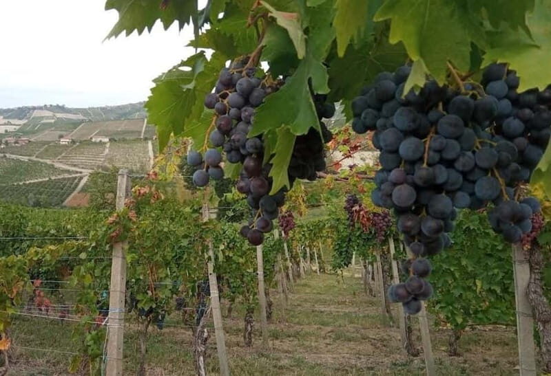 Langhe: grape seasons. Winery and vineyard tour with tasting - Exploring the Langhe: A Grape Seasons Winery Tour with Tasting