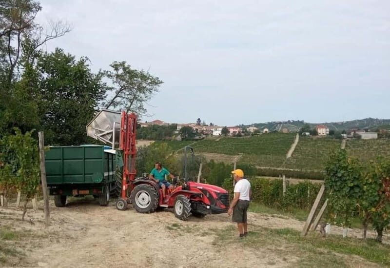 Langhe: grape seasons. Winery and vineyard tour with tasting - The Practicalities
