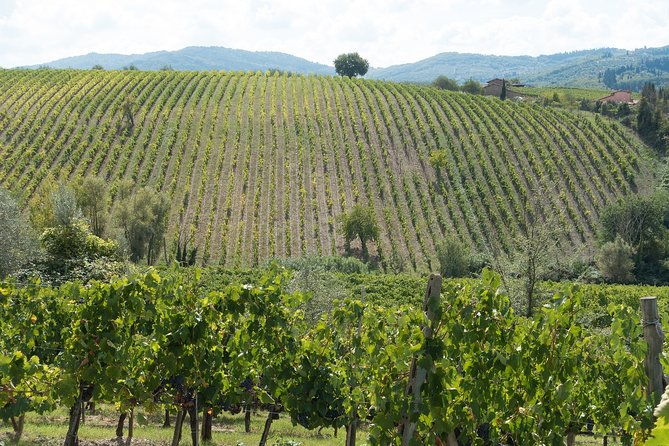 langhe-piedmont-wine-tasting-experience