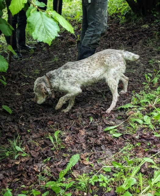 langhe-truffle-hunt-with-local-trifulau-and-dog