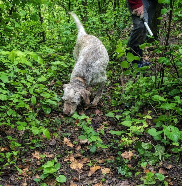 langhe-truffle-hunt-with-local-trifulau-and-dog