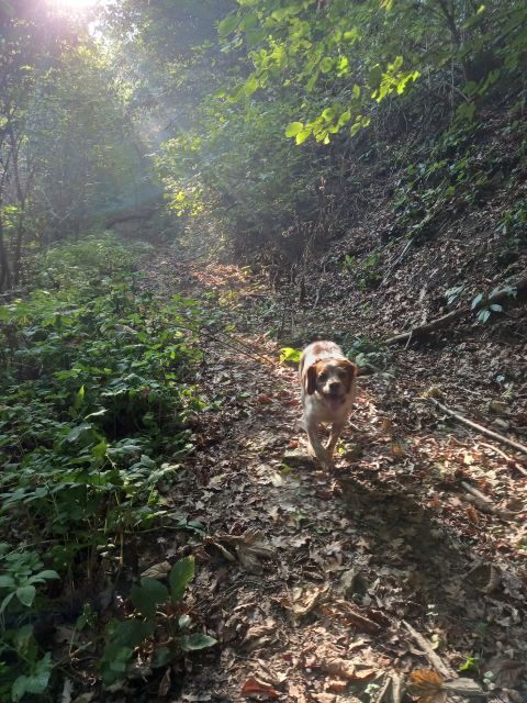 langhe-truffle-hunting-experience-2