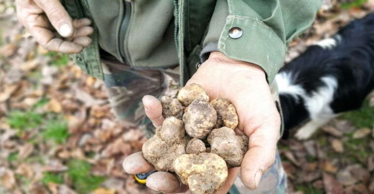langhe-truffle-hunting-experience-2
