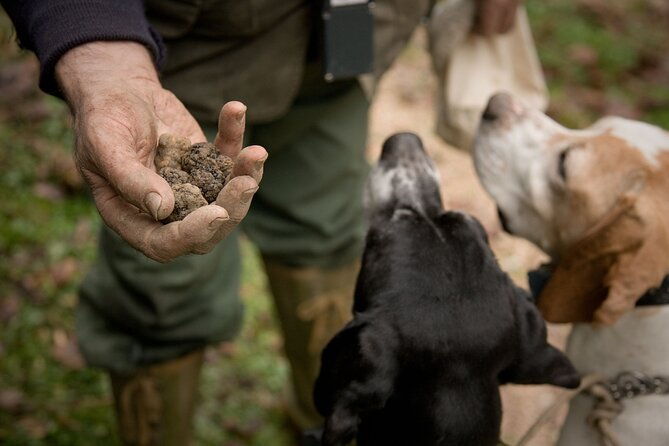 langhe-truffle-hunting-experience