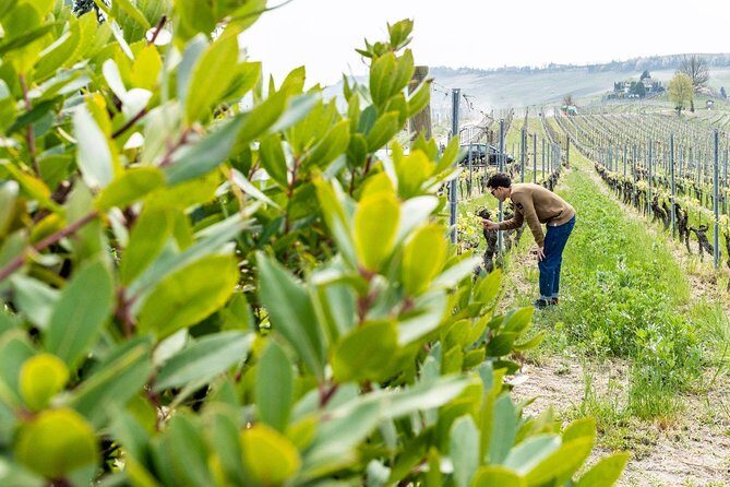 Langhe Wine Tour and Tasting - One day with a Somm - Limitations and Considerations