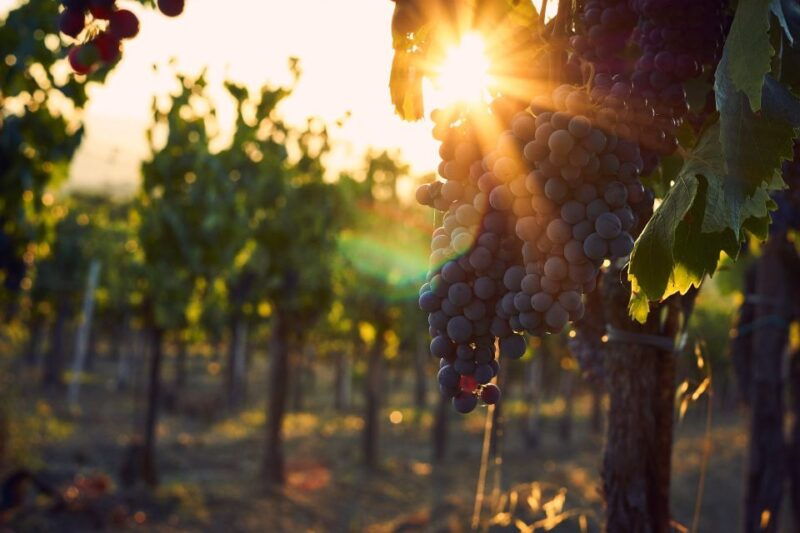 langhe-winery-tour-and-wine-tasting