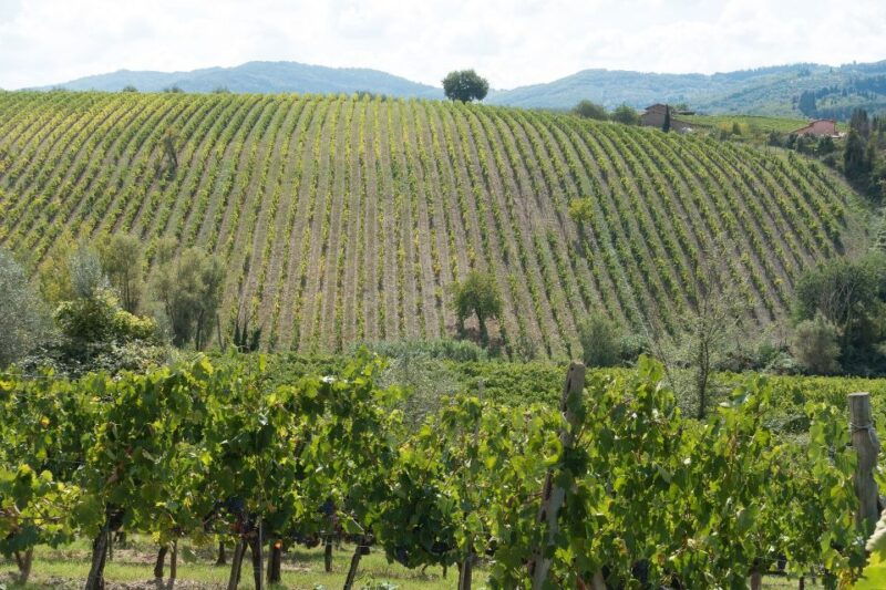 langhe-winery-tour-and-wine-tasting