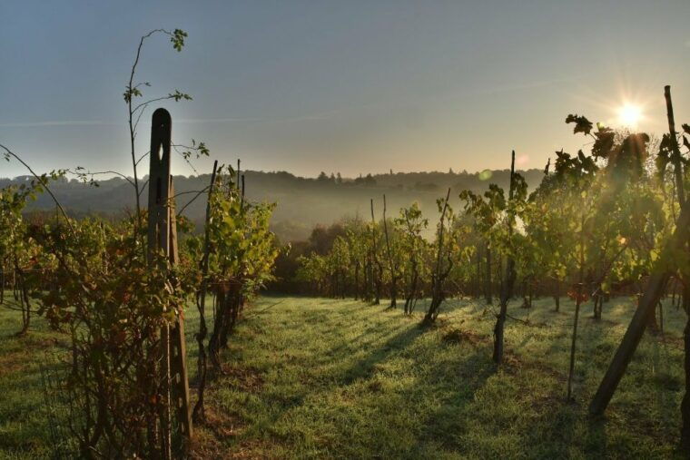 langhe-winery-tour-and-wine-tasting