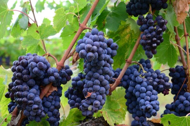 langhe-winery-tour-and-wine-tasting