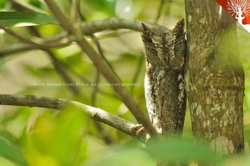 langkawi-6-hour-kilim-mangrove-boat-tour-w-lunch-pickup