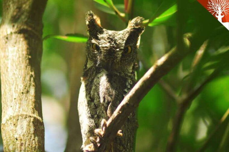 langkawi-6-hour-kilim-mangrove-boat-tour-w-lunch-pickup